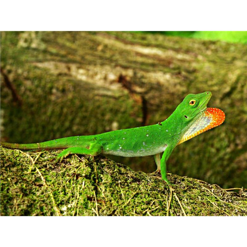 Soparla Anolis Biporcatus - imagine 4